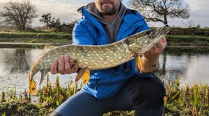 Man holding Northern pike freshwater fish caught in Cregg river, Galway, Ireland, water animals and